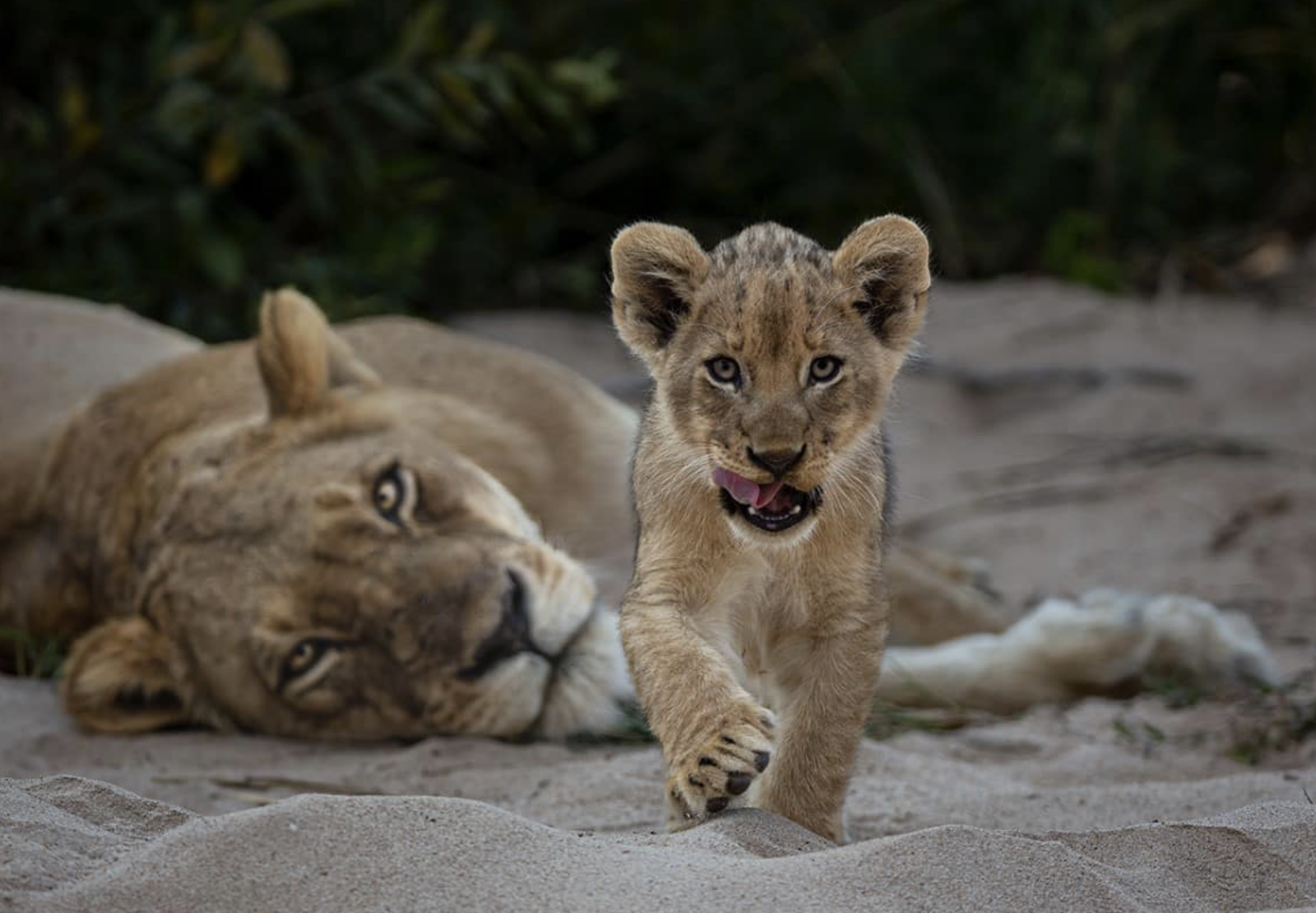”Curiosity”, by Gerald Hinde