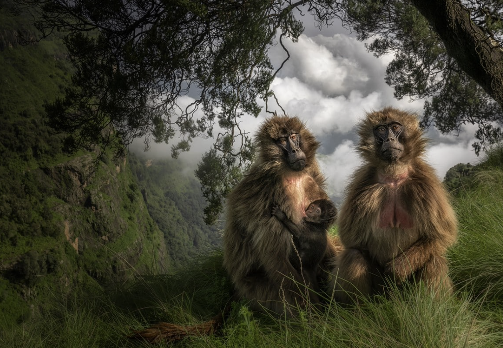 ”The Grassland Geladas”, Marco Gaiotti