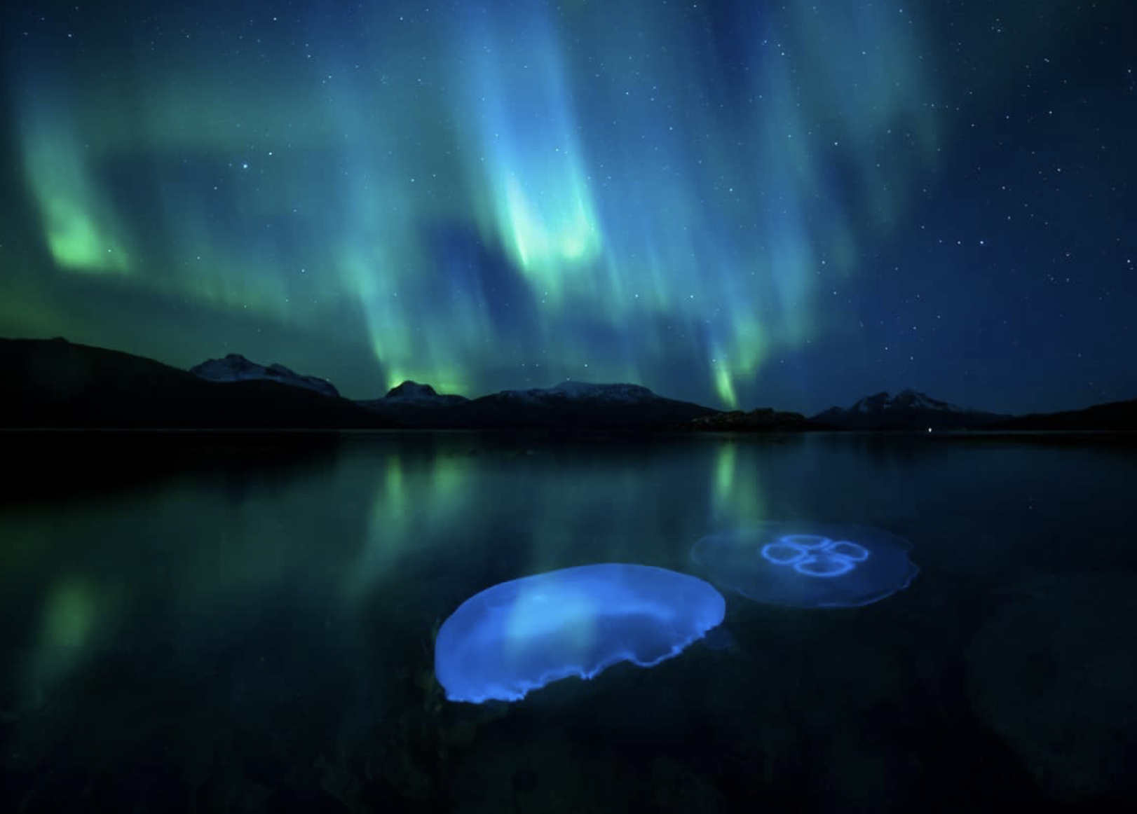 “Aurora Jellies”, Audun Rikardsen