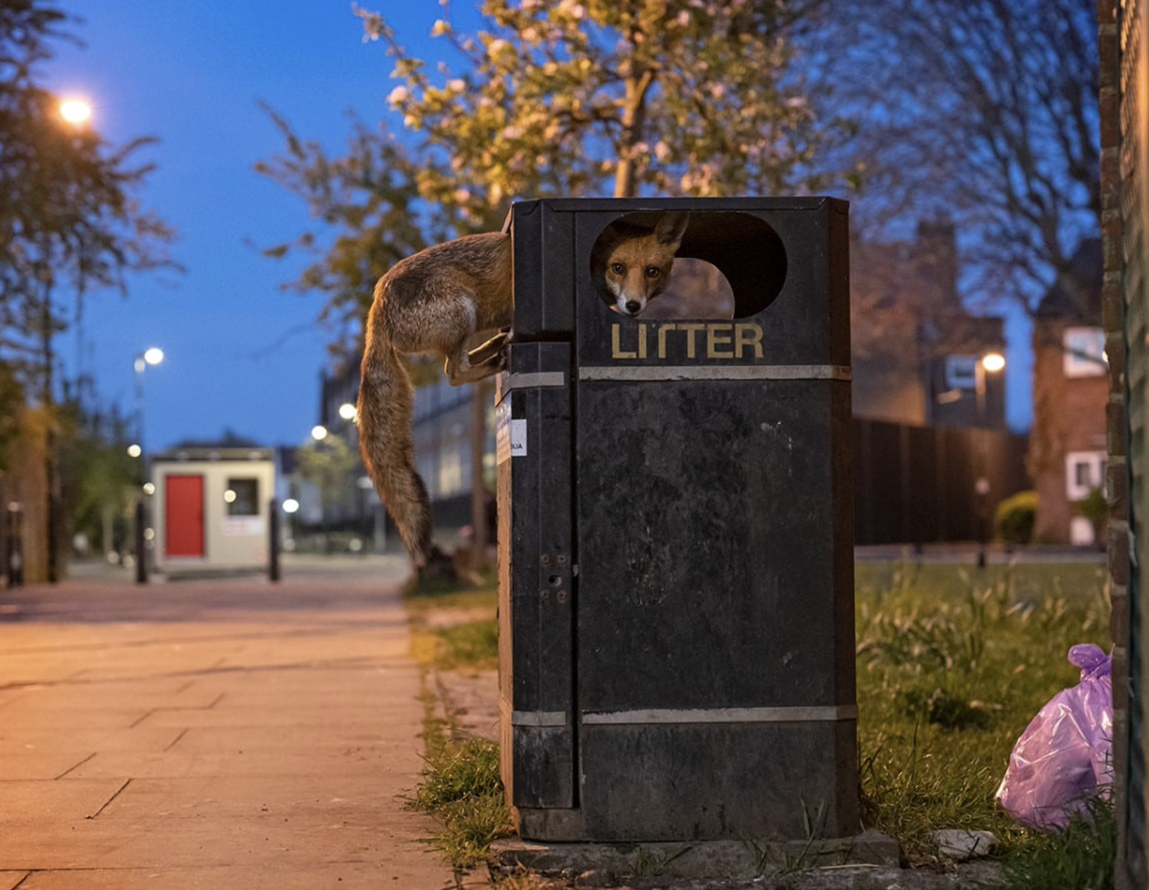 ”Opportunity Fox” by Matt Maran