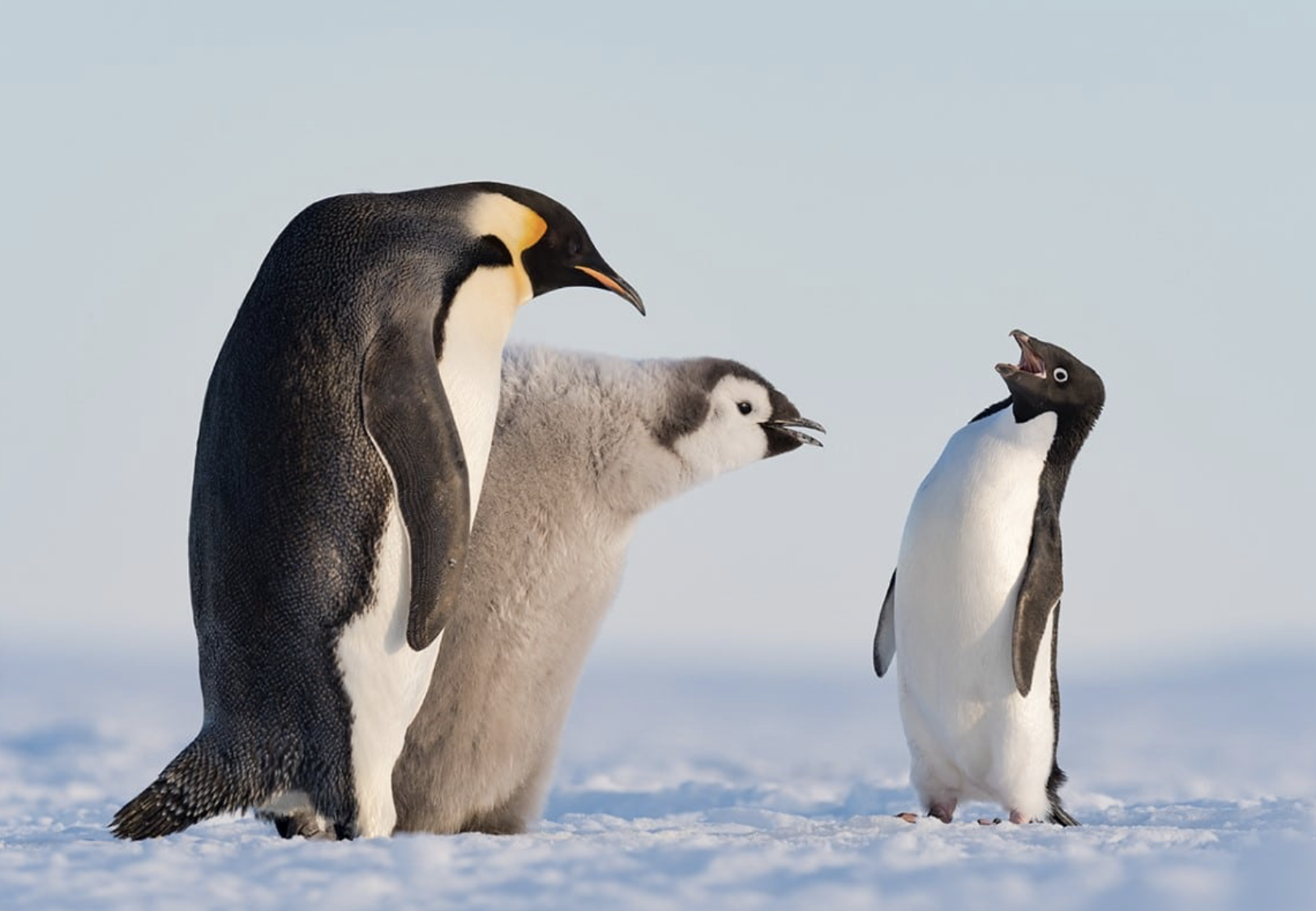 “Troublemaker”, Stefan Christmann